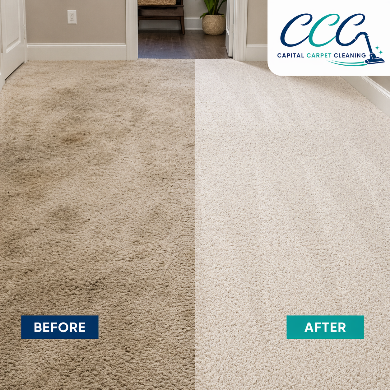Living room carpet — pet stain treatment